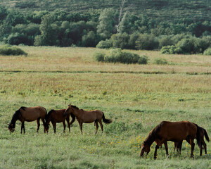 A group of horses grazes peacefully in a vibrant green meadow, enjoying the warm late afternoon sun. In the background, more horses can be seen leisurely wandering around.