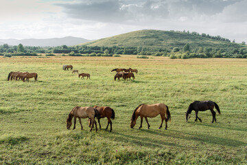 A group of horses grazes peacefully in a vibrant green meadow, enjoying the warm late afternoon sun. In the background, more horses can be seen leisurely wandering around.