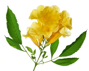 Yellow trumpet flower, Tecoma stans, Yellow flowers isolated on white background with clipping path        