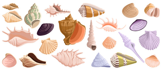 vector drawing set of sea shells isolated at white background, hand drawn illustration