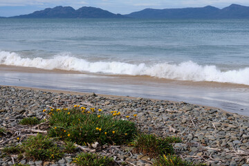 Wild yellow daisies on the beach - Swansea, Tasmania, Australia