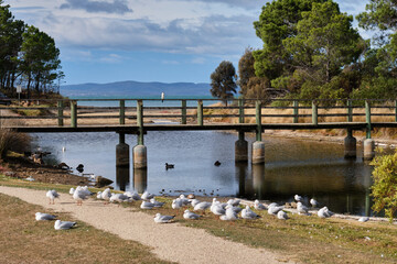 Footbridge in the Duck Park - Swansea, Tasmania, Australia