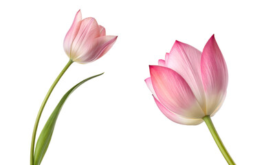 Fototapeta premium Pink tulips isolated on transparent background