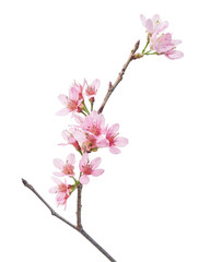 Prunus cerasoides flower, Wild Himalayan cherry plants, isolated on white background
