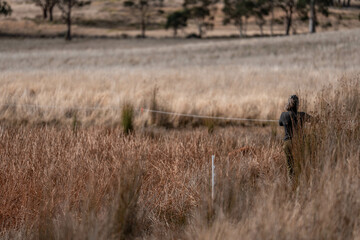 female farmer reeling a electric fence a farm putting up a steel post fence with high tensile wire...