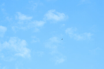 Blue sky background and white clouds soft focus, pastel sky. A bird of prey in the sky