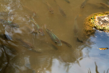 fishes in the pond of the hotel