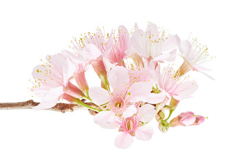 Prunus cerasoides flower, Wild Himalayan cherry plants, isolated on white background