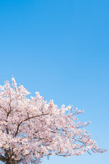 桜と青空