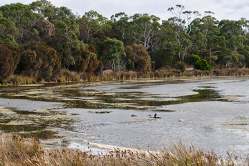 Tranquil pond in the Duck Park - Swansea, Tasmania, Australia