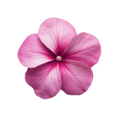 Obraz premium Close up of a single delicate pink flower with five petals and visible veins isolated on transparent background
