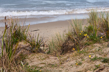 Life on a sand dune - Swansea, Tasmania, Australia