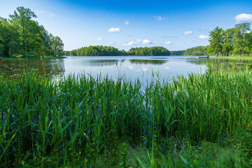Tranquil lake surrounded by lush green forest and tall reeds under a blue summer sky. Peaceful natural landscape with pristine water reflecting clouds and trees