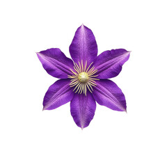 Close up of a vibrant purple clematis flower with delicate petals and yellow stamen isolated on transparent background