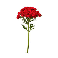 A single vibrant red achillea millefolium flower with delicate green foliage isolated on transparent background