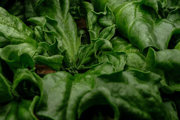 close up macro shot of crystal common ice plant in agriculture farm