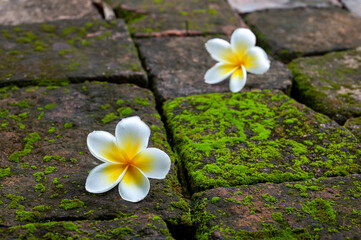 old brick wall texture background wallpaper