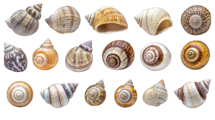 Assorted seashells in rows. Isolated on black