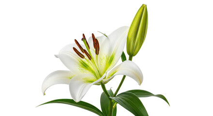Fototapeta premium White Asiatic Lily Flower Closeup