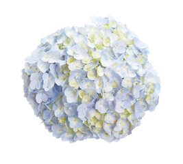 Blue Hydrangea flower, Hydrangea macrophylla, isolated on white background, with clipping path
