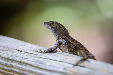 An invasive lizard of Florida, the brown anole (Anolis sagrei) aka the Cuban brown anole