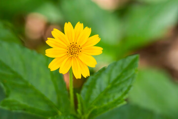 Bay Biscayne aka creeping-oxeye (Sphagneticola trilobata) an invasive weed that competes with...