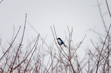 A magpie rests calmly on bare tree branches against a pale winter sky. A lone magpie perched...