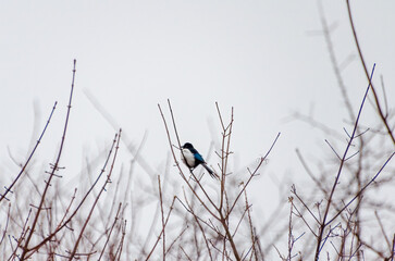 A magpie rests calmly on bare tree branches against a pale winter sky. A lone magpie perched quietly on thin branches, calm mood, distant side angle, urban edge, concept: solitude, winter wildlife.