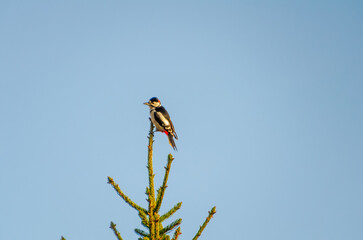 A woodpecker perches confidently on the highest spruce branch under clear sky. A vibrant woodpecker calmly perched on top spruce branch, forest edge, concept: freedom, birdwatching