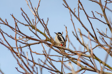 A woodpecker calmly on bare tree branches against a pale winter sky. A lone woodpecker perched...