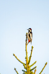 A woodpecker perches confidently on the highest spruce branch under clear sky. A vibrant woodpecker calmly perched on top spruce branch, forest edge, concept: freedom, birdwatching