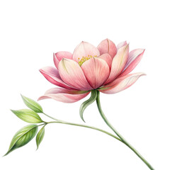 Fototapeta premium Delicate pink flowers, Slender green stems, Botanical illustration, transparent background