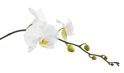 Obraz premium White Phalaenopsis Orchid, Moth Orchids isolated on white background, with clipping path 