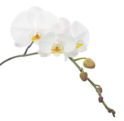 White Phalaenopsis Orchid, Moth Orchids isolated on white background, with clipping path  