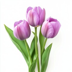 Purple tulips with leaves, isolate on white background.