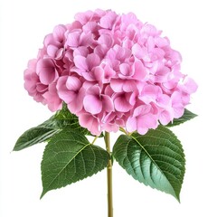 A bouquet of pink hydrangeas, isolate on white background.