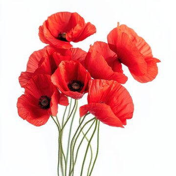 Poppy White Background Images – Browse 216,578 Stock Photos, Vectors ...