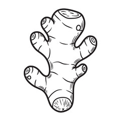 Obraz premium Hand drawn illustration of a fresh ginger root in black and white for healthy eating