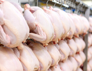 Rows of dressed chickens hang in a commercial poultry processing plant.