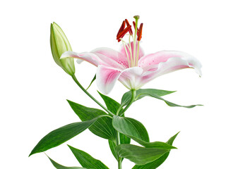 Japanese lily, Pink lily flowers, Lilium speciosum isolated on white background, with clipping path  