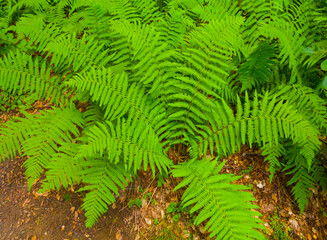 closeup green fern bush growth in the forest