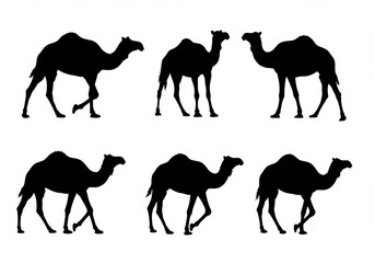 A group of camel silhouettes standing and walking isolated on white background