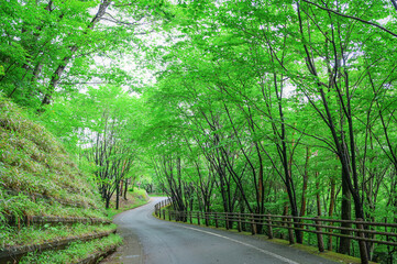 しっとりと濡れる初夏の森林道