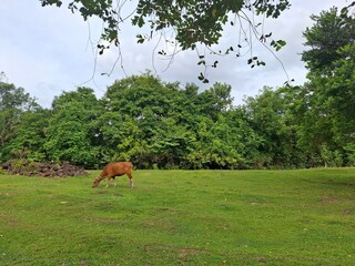 a cow in the meadow