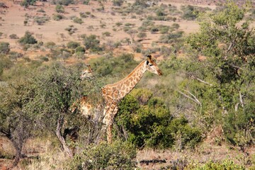 Giraffe walking in the savannah
