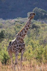 Giraffe in the wild stretching its neck