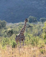 Giraffe in the South African savannah