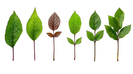 Six leaves, green & brown, lined up on a black background
