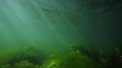 Algae in murky waters in the Black Sea