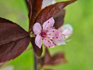 Flowering apricot tree branch against the blue sky. Beautiful flowers.